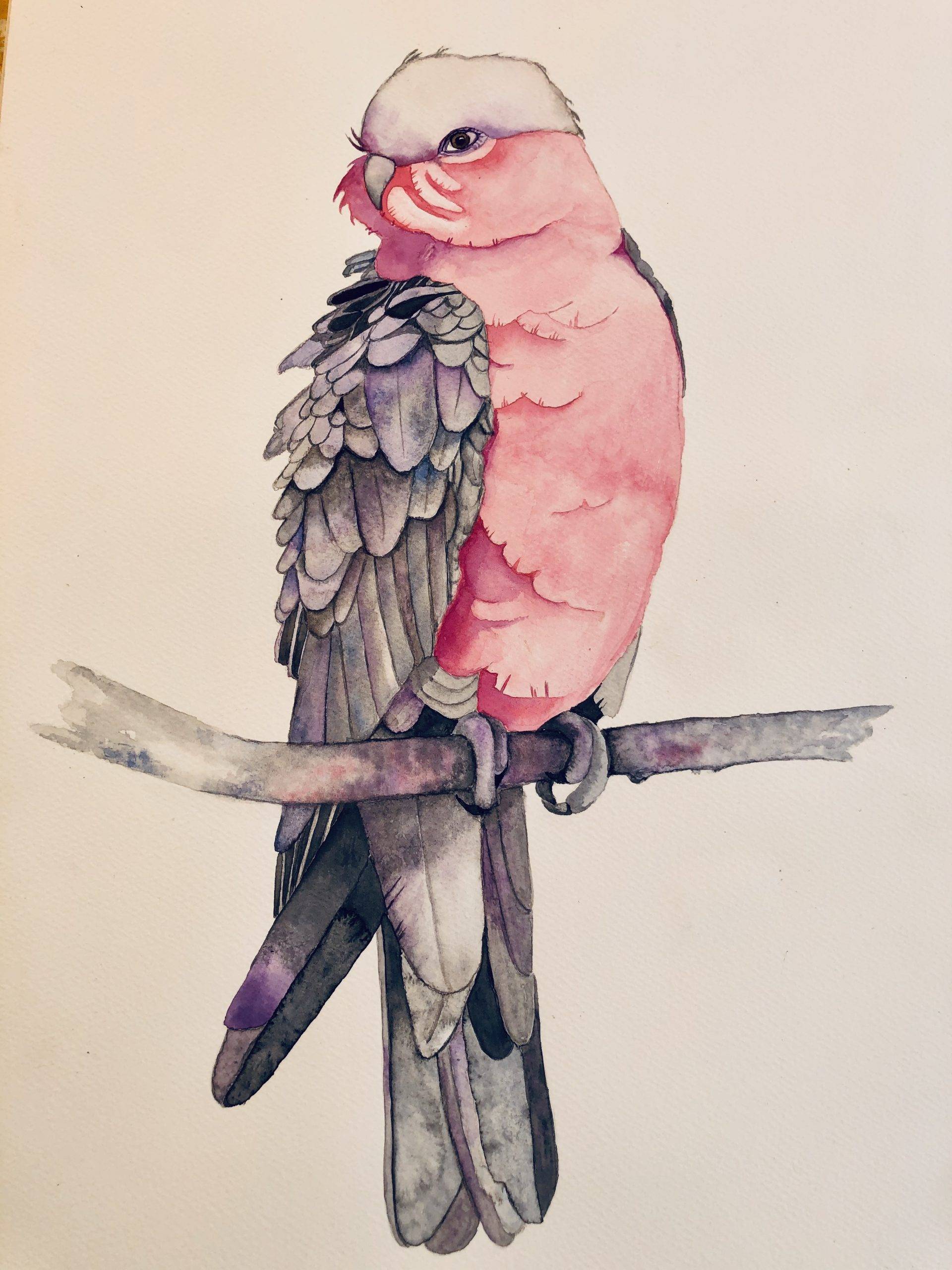 cotorra